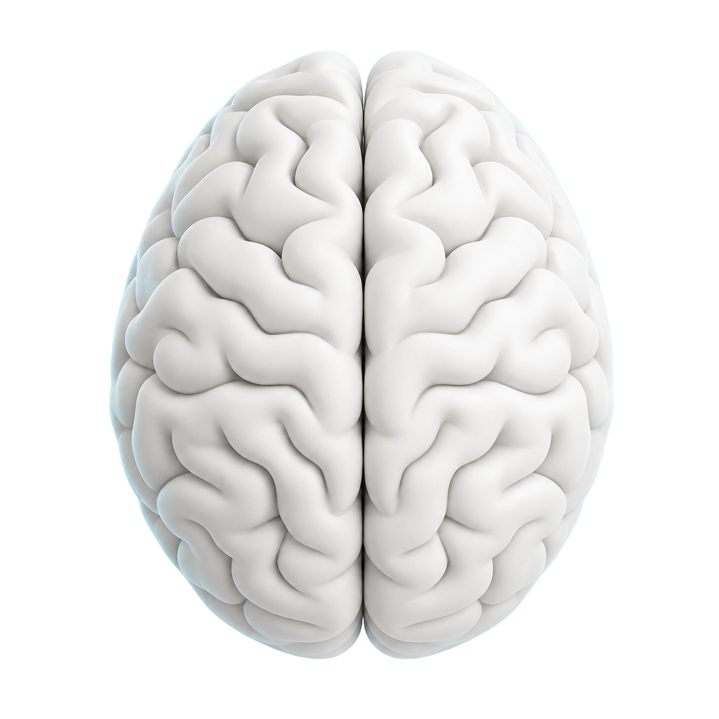 Rendu 3D d'un cerveau humain vu de dessus